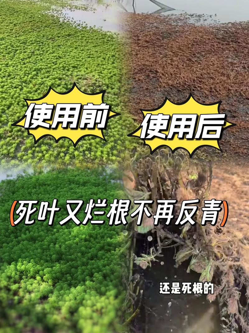 春季虾池水草接肥该怎么做？-第2张图片-宁夏农业信息网