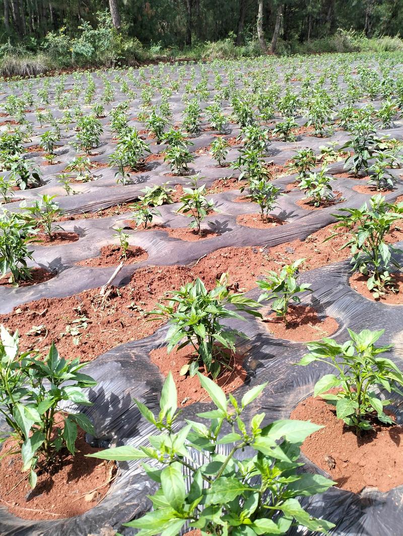 方椒何时种？怎么种高产？-第1张图片-宁夏农业信息网