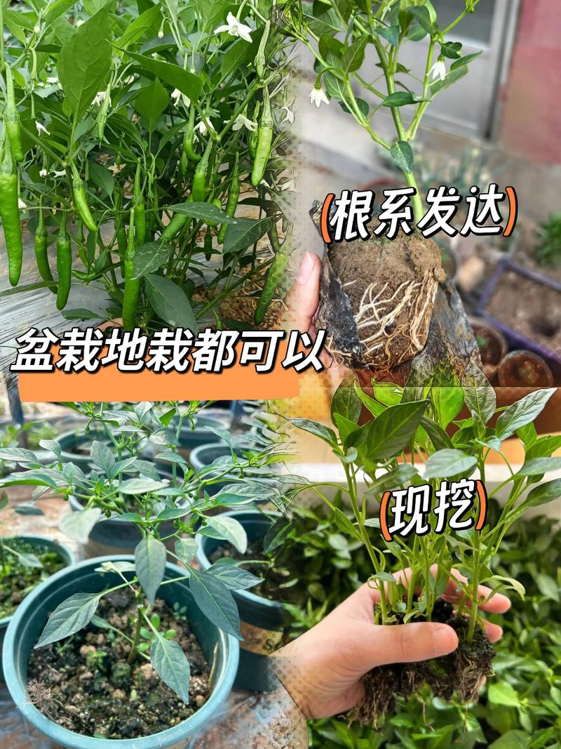 方椒何时种？怎么种高产？-第2张图片-宁夏农业信息网