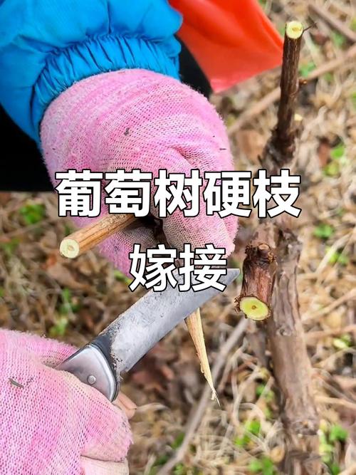 李子树嫁接方法图片详解，步骤有哪些？-第3张图片-宁夏农业信息网