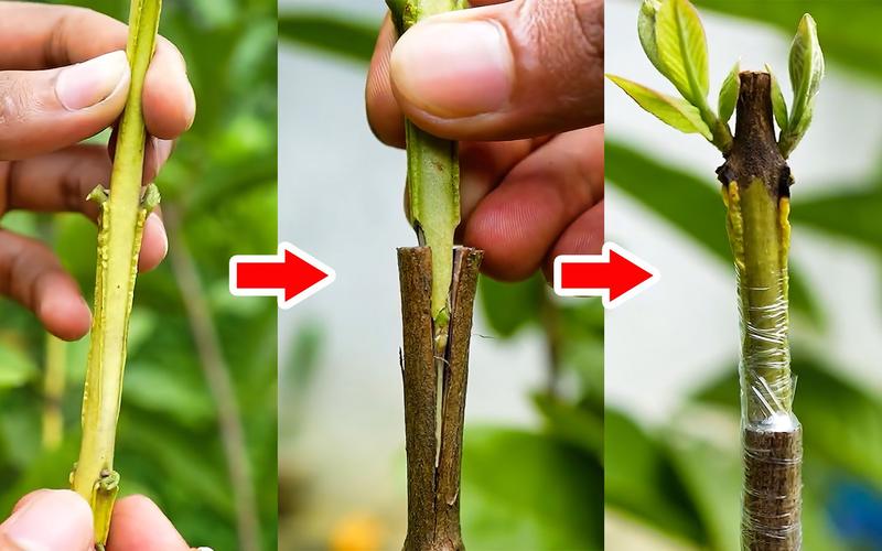 李子树嫁接方法图片详解，步骤有哪些？-第2张图片-宁夏农业信息网