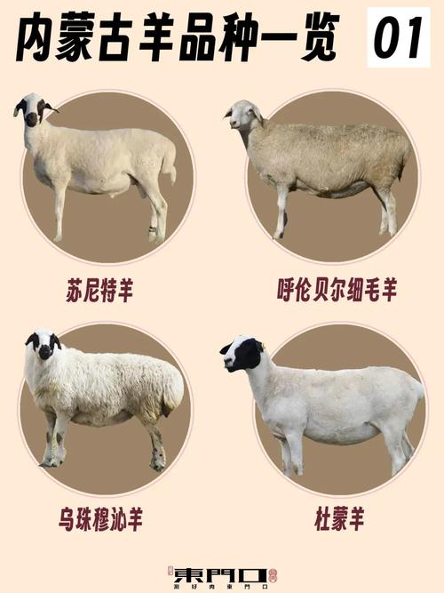 毛用羊品种有哪些？-第1张图片-宁夏农业信息网