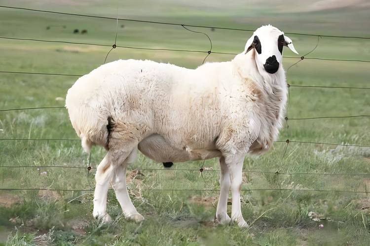 毛用羊品种有哪些？-第2张图片-宁夏农业信息网