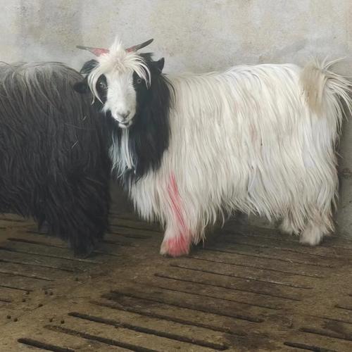 毛用羊品种有哪些？-第3张图片-宁夏农业信息网