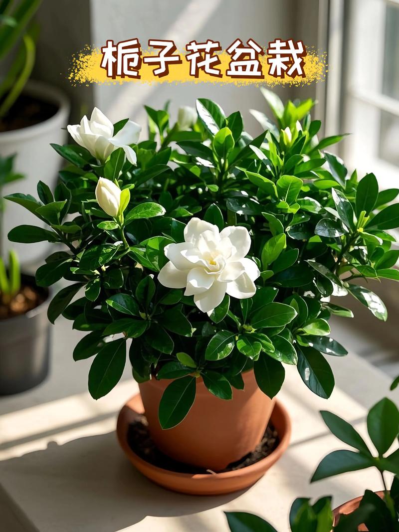 栀子花哪个品种最易养？-第2张图片-宁夏农业信息网