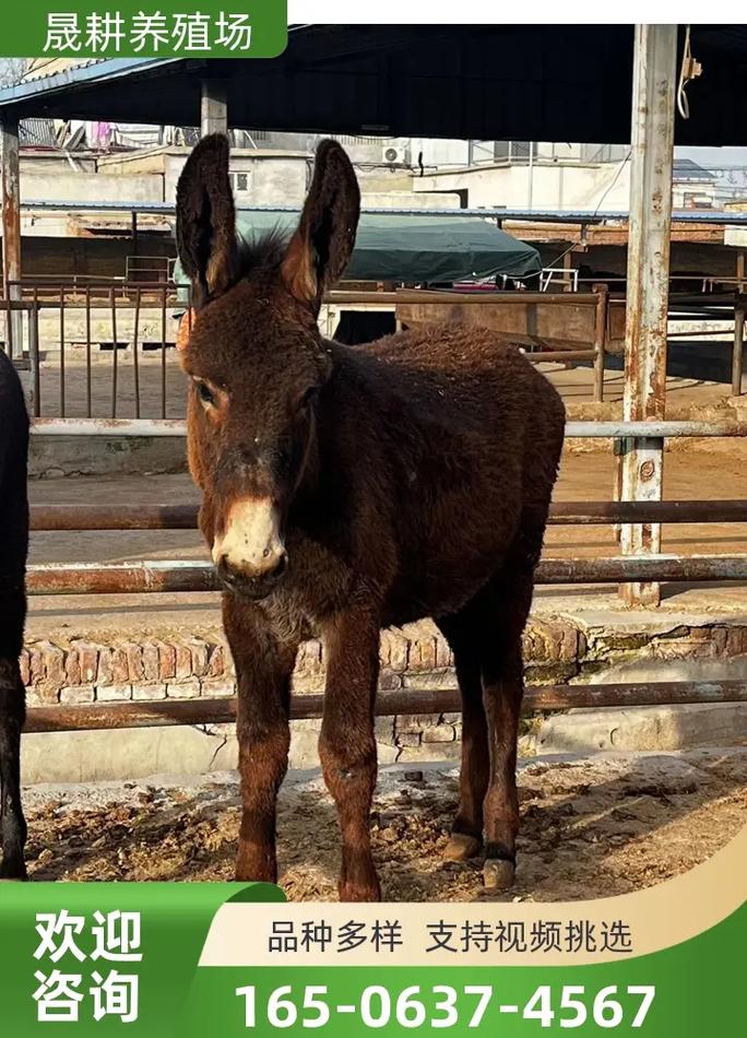 驴的品种多样，价格差异大，具体是多少？-第2张图片-宁夏农业信息网