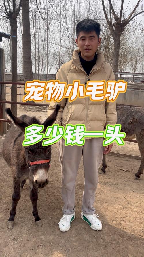 驴的品种多样，价格差异大，具体是多少？-第1张图片-宁夏农业信息网