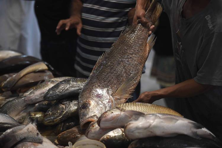 厄瓜多尔水产经济情况-第2张图片-宁夏农业信息网