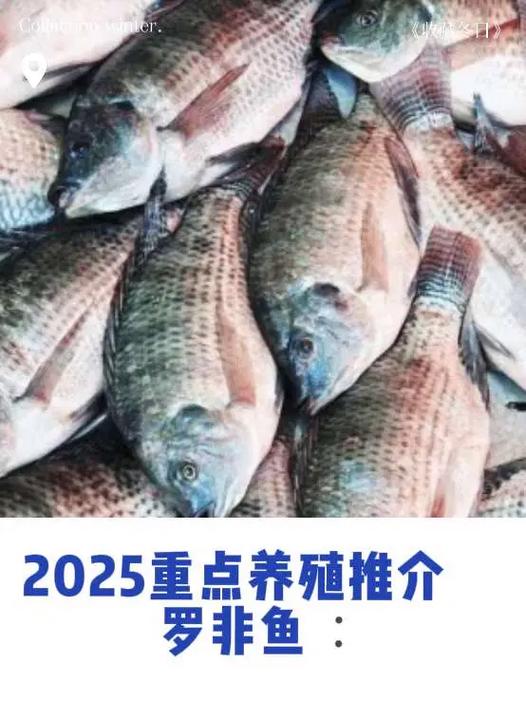 越南罗非鱼养殖有何优势与挑战？-第1张图片-宁夏农业信息网