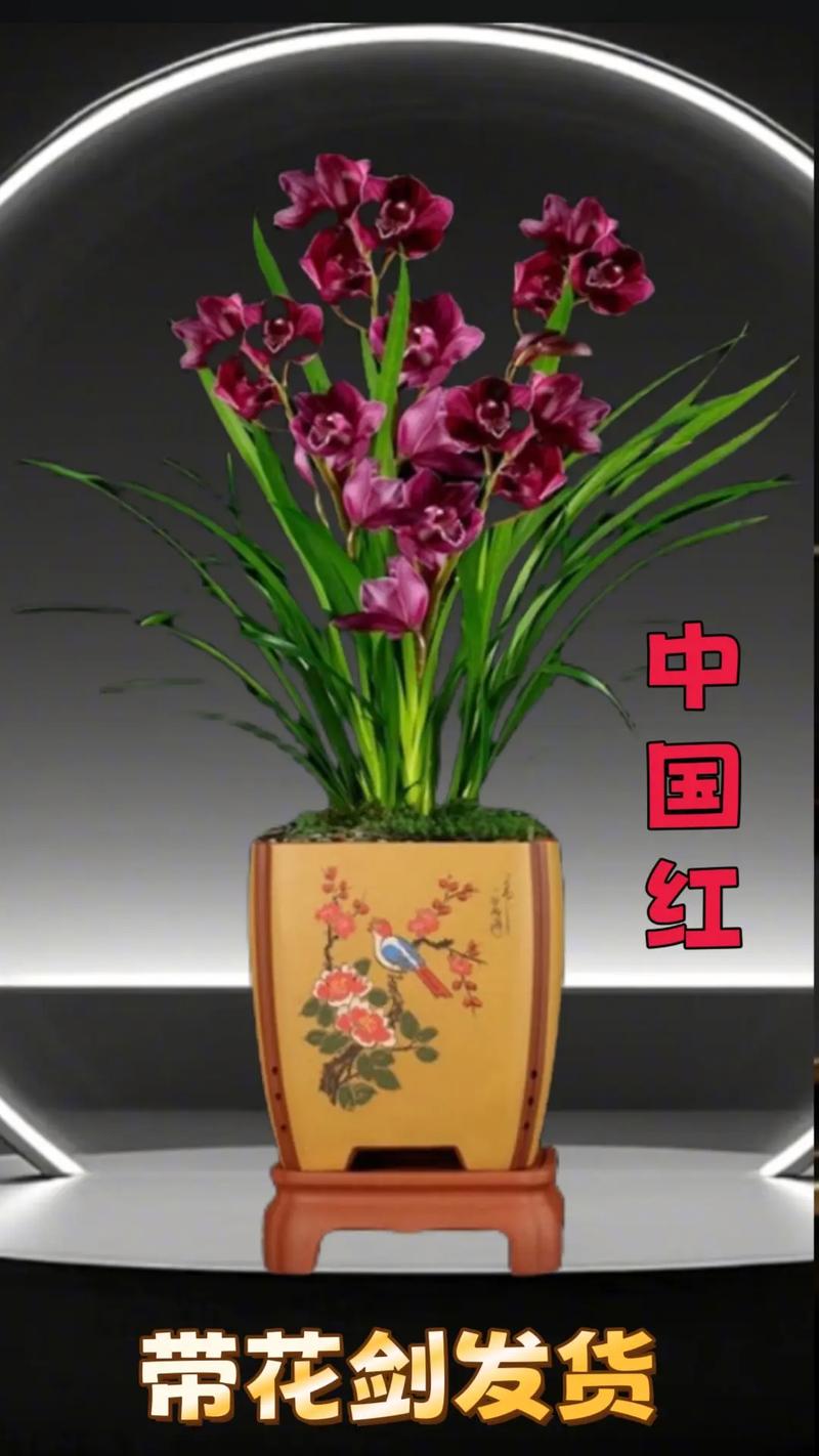 哪些兰花品种好养？附图片推荐-第2张图片-宁夏农业信息网