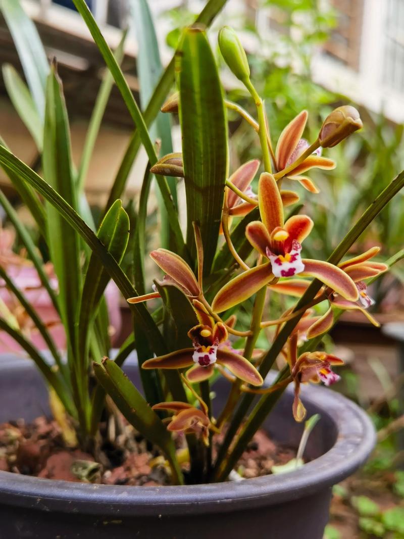 哪些兰花品种好养？附图片推荐-第3张图片-宁夏农业信息网