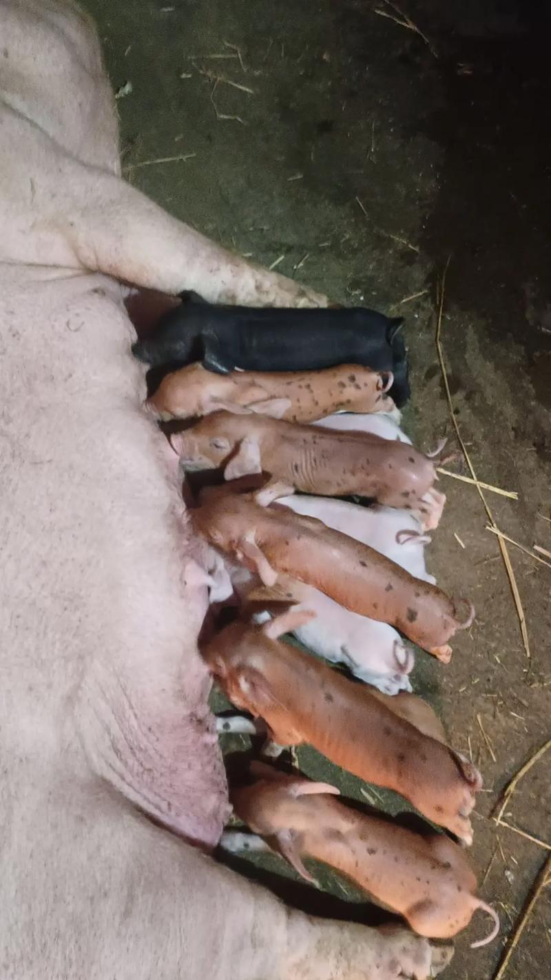 土杂猪最佳杂交品种是哪些?-第1张图片-宁夏农业信息网 土杂猪最佳杂交品种是哪些?-第1张图片-宁夏农业信息网