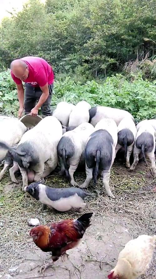 土杂猪最佳杂交品种是哪些？-第2张图片-宁夏农业信息网