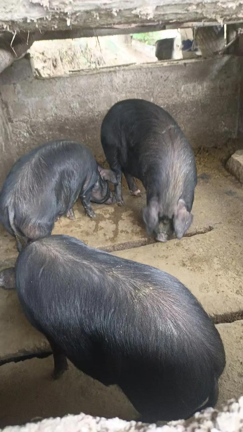 土杂猪最佳杂交品种是哪些?-第3张图片-宁夏农业信息网 土杂猪最佳杂交品种是哪些?-第3张图片-宁夏农业信息网