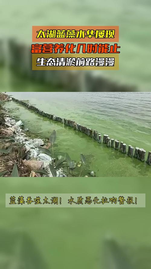 太湖水产养殖如何污染水体？-第1张图片-宁夏农业信息网