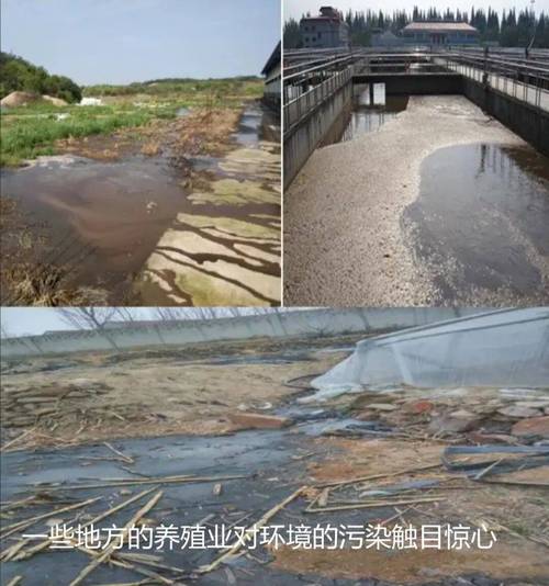 太湖水产养殖如何污染水体？-第3张图片-宁夏农业信息网