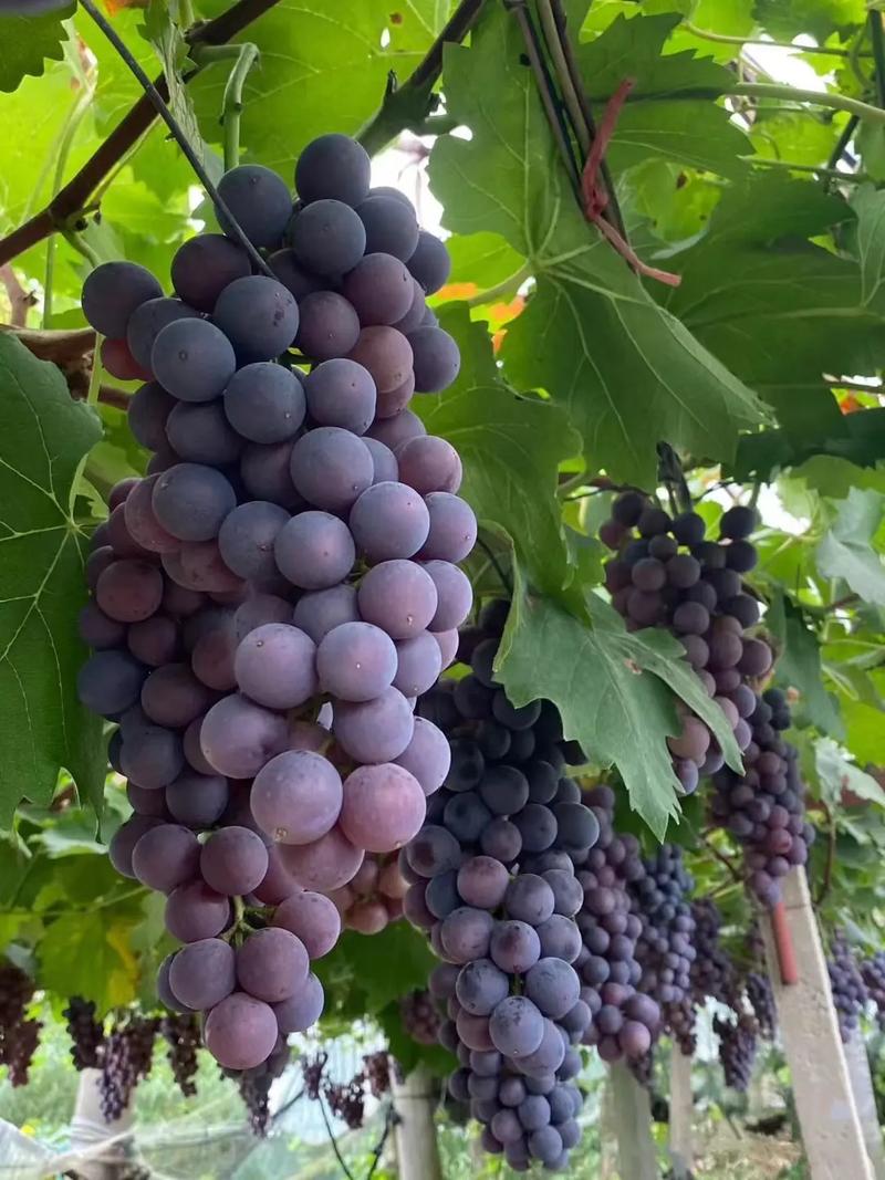 10月成熟葡萄品种有哪些？-第1张图片-宁夏农业信息网