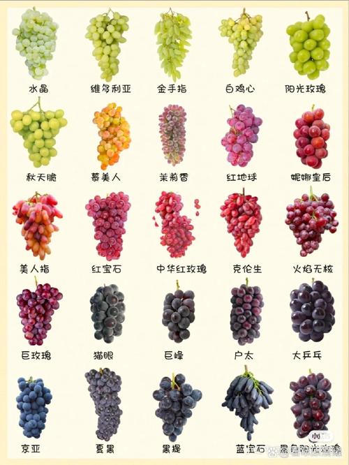 10月成熟葡萄品种有哪些？-第2张图片-宁夏农业信息网
