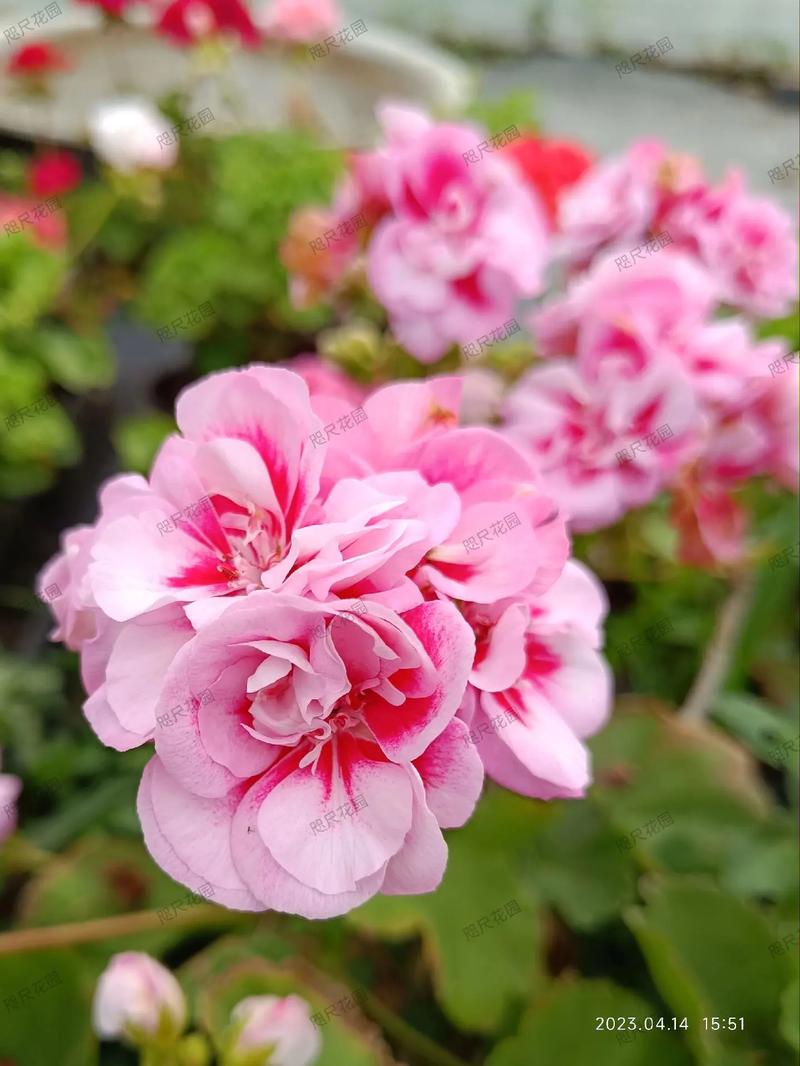 直立天竺葵有哪些品种？-第1张图片-宁夏农业信息网