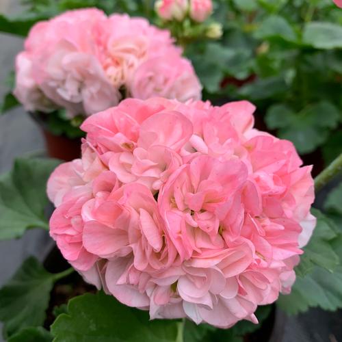 直立天竺葵有哪些品种？-第3张图片-宁夏农业信息网