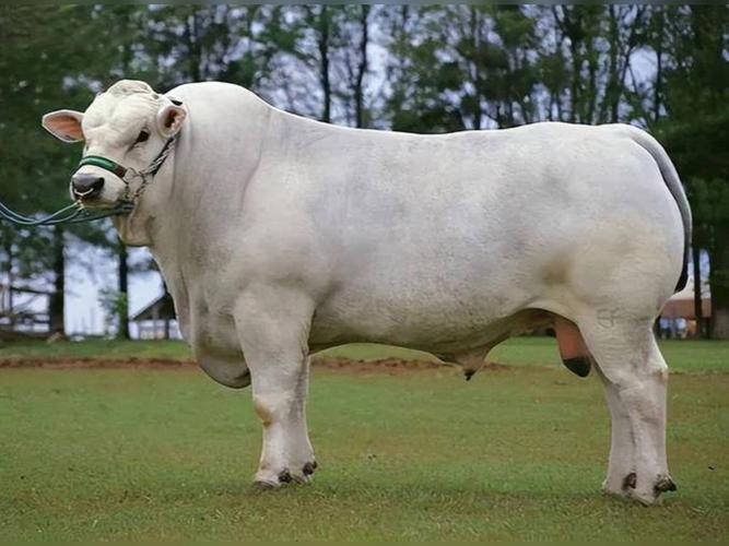 牛体型最大的品种是什么？-第2张图片-宁夏农业信息网