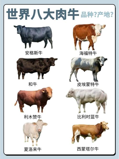 牛体型最大的品种是什么？-第1张图片-宁夏农业信息网
