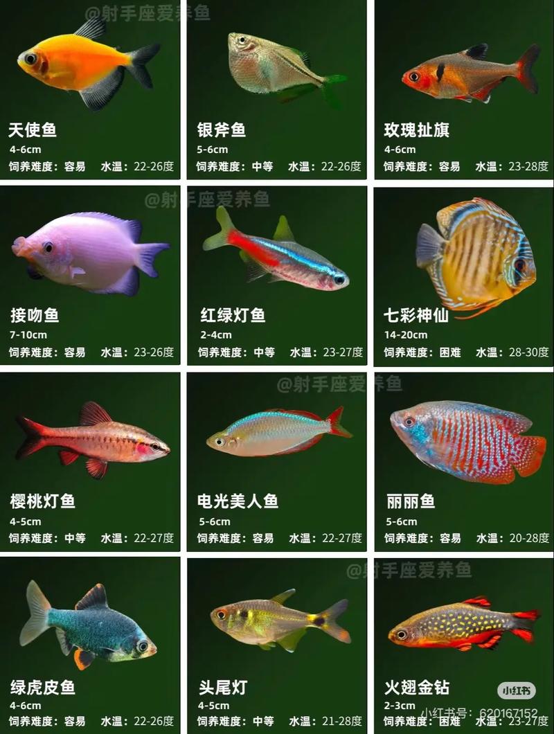 淡水鱼品种有哪些？-第2张图片-宁夏农业信息网