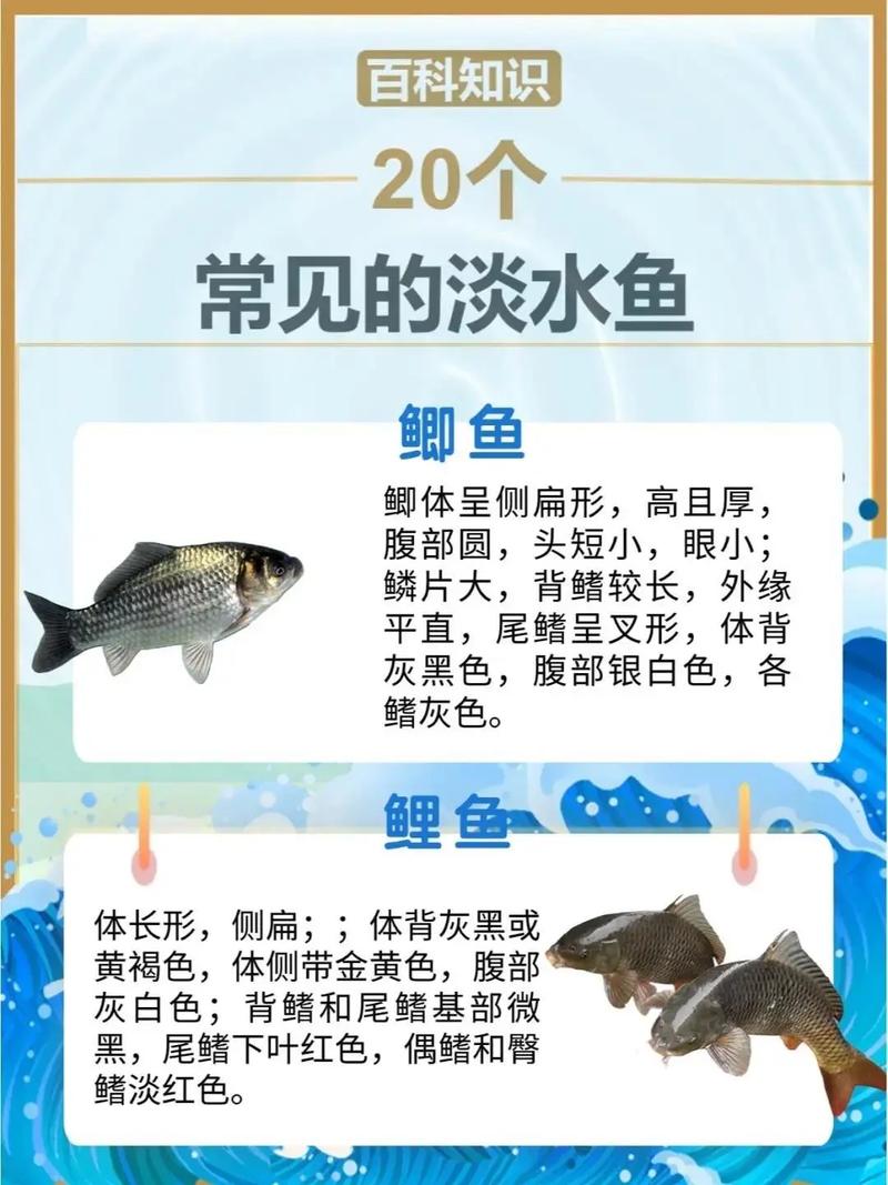 淡水鱼品种有哪些？-第3张图片-宁夏农业信息网