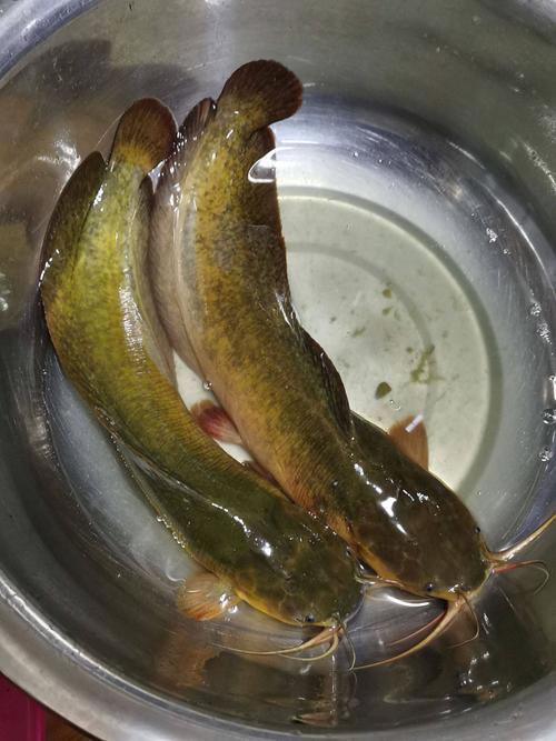 池塘里常见鱼品种有哪些？-第1张图片-宁夏农业信息网