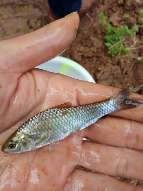 池塘里常见鱼品种有哪些？-第2张图片-宁夏农业信息网