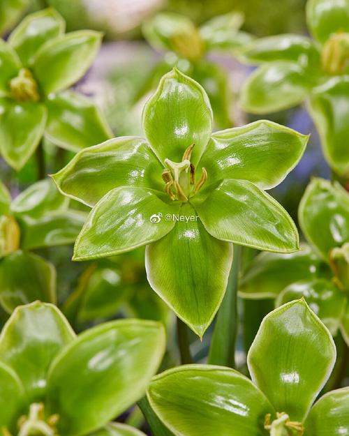 绿色郁金香是稀有品种吗?-第2张图片-宁夏农业信息网 绿色郁金香是稀有品种吗?-第2张图片-宁夏农业信息网