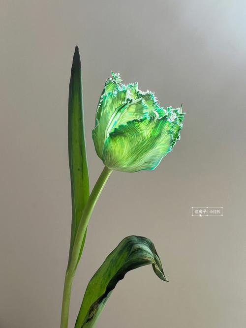 绿色郁金香是稀有品种吗?-第1张图片-宁夏农业信息网 绿色郁金香是稀有品种吗?-第1张图片-宁夏农业信息网