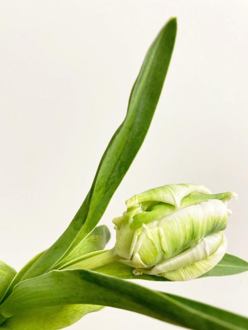 绿色郁金香是稀有品种吗?-第3张图片-宁夏农业信息网 绿色郁金香是稀有品种吗?-第3张图片-宁夏农业信息网