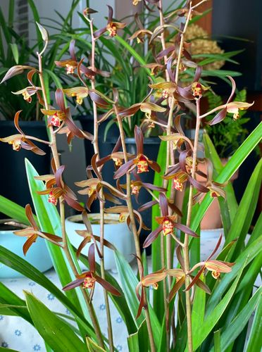 墨兰哪个品种花色最美？-第1张图片-宁夏农业信息网