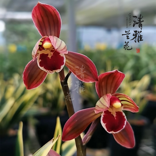 墨兰哪个品种花色最美？-第2张图片-宁夏农业信息网