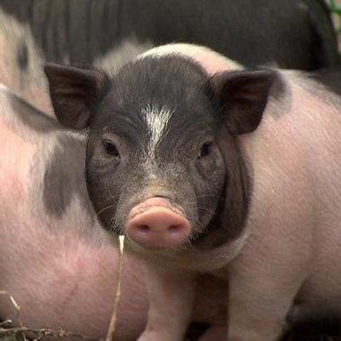 耳朵小的猪是什么品种？-第1张图片-宁夏农业信息网