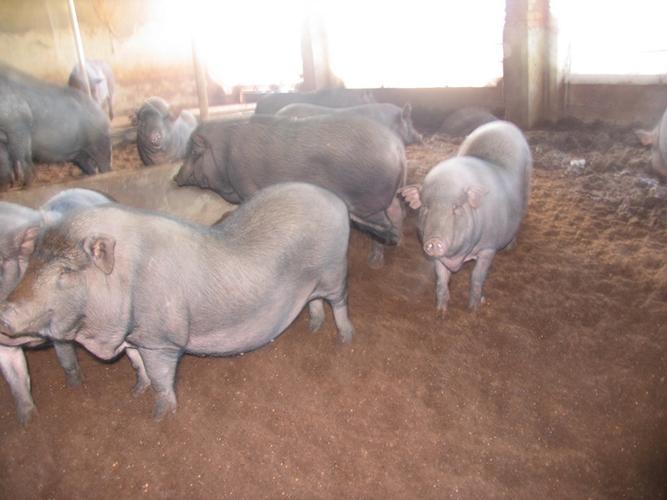 耳朵小的猪是什么品种？-第2张图片-宁夏农业信息网