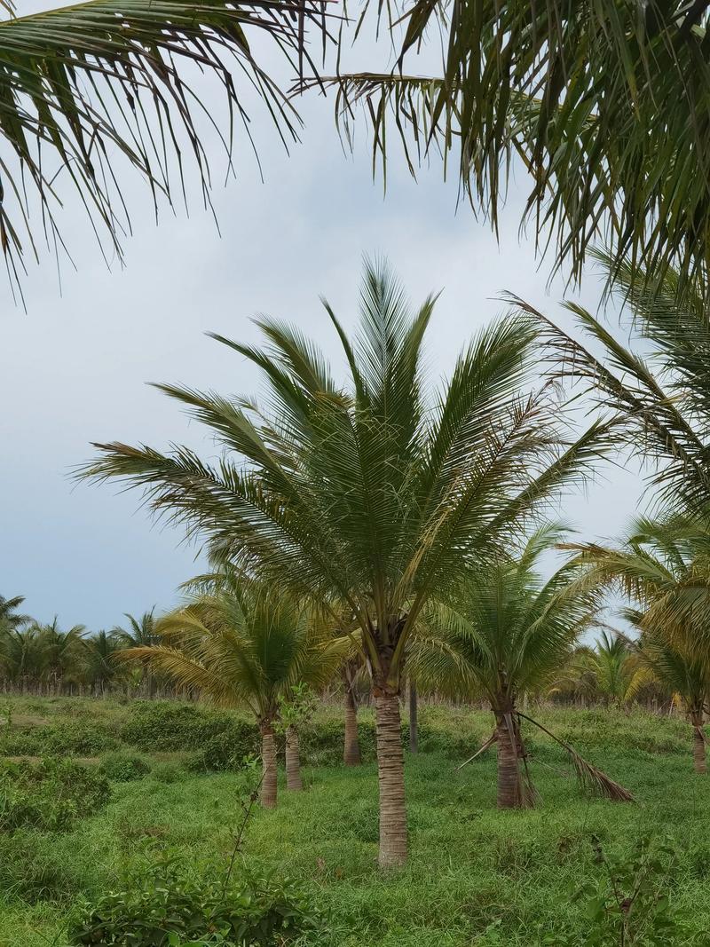 北方椰子树怎么种？成活关键是什么？-第1张图片-宁夏农业信息网