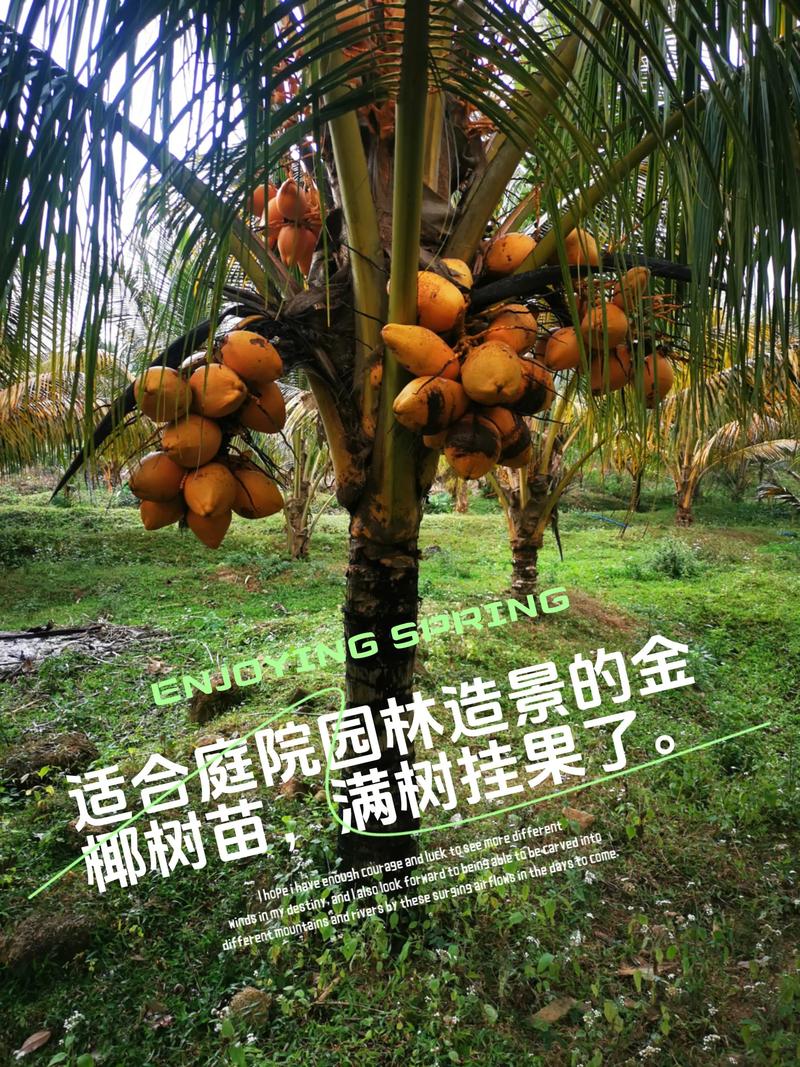 北方椰子树怎么种？成活关键是什么？-第2张图片-宁夏农业信息网