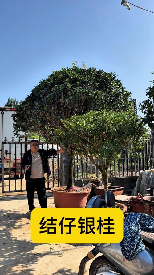 北京适合栽种哪些桂花品种？-第1张图片-宁夏农业信息网