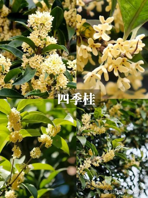 北京适合栽种哪些桂花品种？-第2张图片-宁夏农业信息网