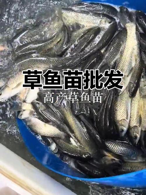 2025优质水产种苗如何选？-第1张图片-宁夏农业信息网