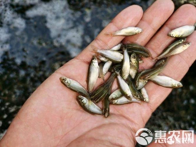 2025优质水产种苗如何选？-第2张图片-宁夏农业信息网