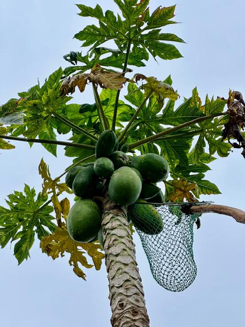 木瓜树怎么修剪？视频教你方法！-第1张图片-宁夏农业信息网