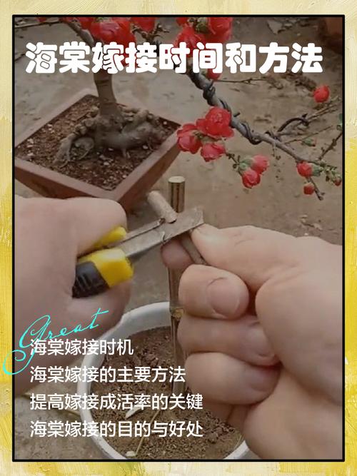 木瓜树怎么修剪？视频教你方法！-第2张图片-宁夏农业信息网