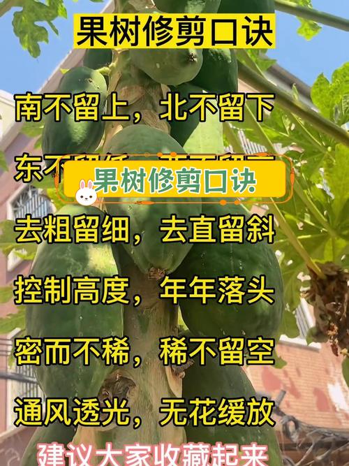 木瓜树怎么修剪？视频教你方法！-第3张图片-宁夏农业信息网