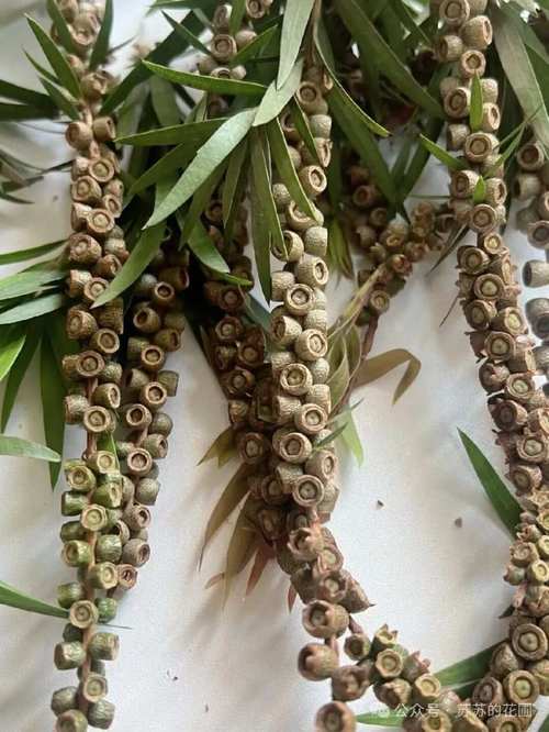 红千层种子怎么种？关键步骤有哪些？-第2张图片-宁夏农业信息网