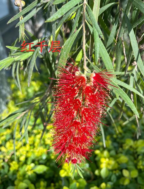 红千层种子怎么种？关键步骤有哪些？-第1张图片-宁夏农业信息网