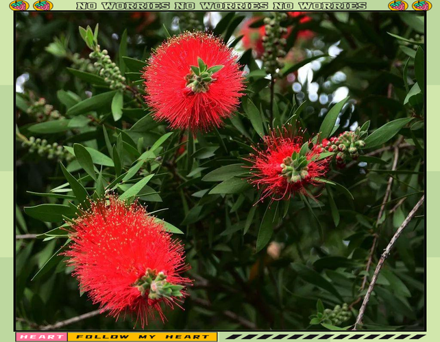 红千层种子怎么种？关键步骤有哪些？-第3张图片-宁夏农业信息网