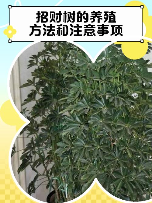 发财树点正确养殖方法-第1张图片-宁夏农业信息网